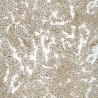 Venice Umber-5645
