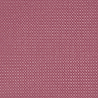 Midnight-Mulberry