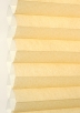 Mustard -6029